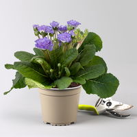 Primel 'Pollyanna Crystal Fountain', blau, Topf-Ø 13 cm, 6 Pflanzen