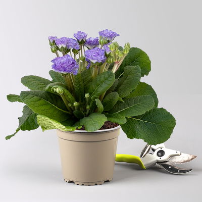 Primel 'Pollyanna Crystal Fountain', blau, Topf-Ø 13 cm, 6 Pflanzen