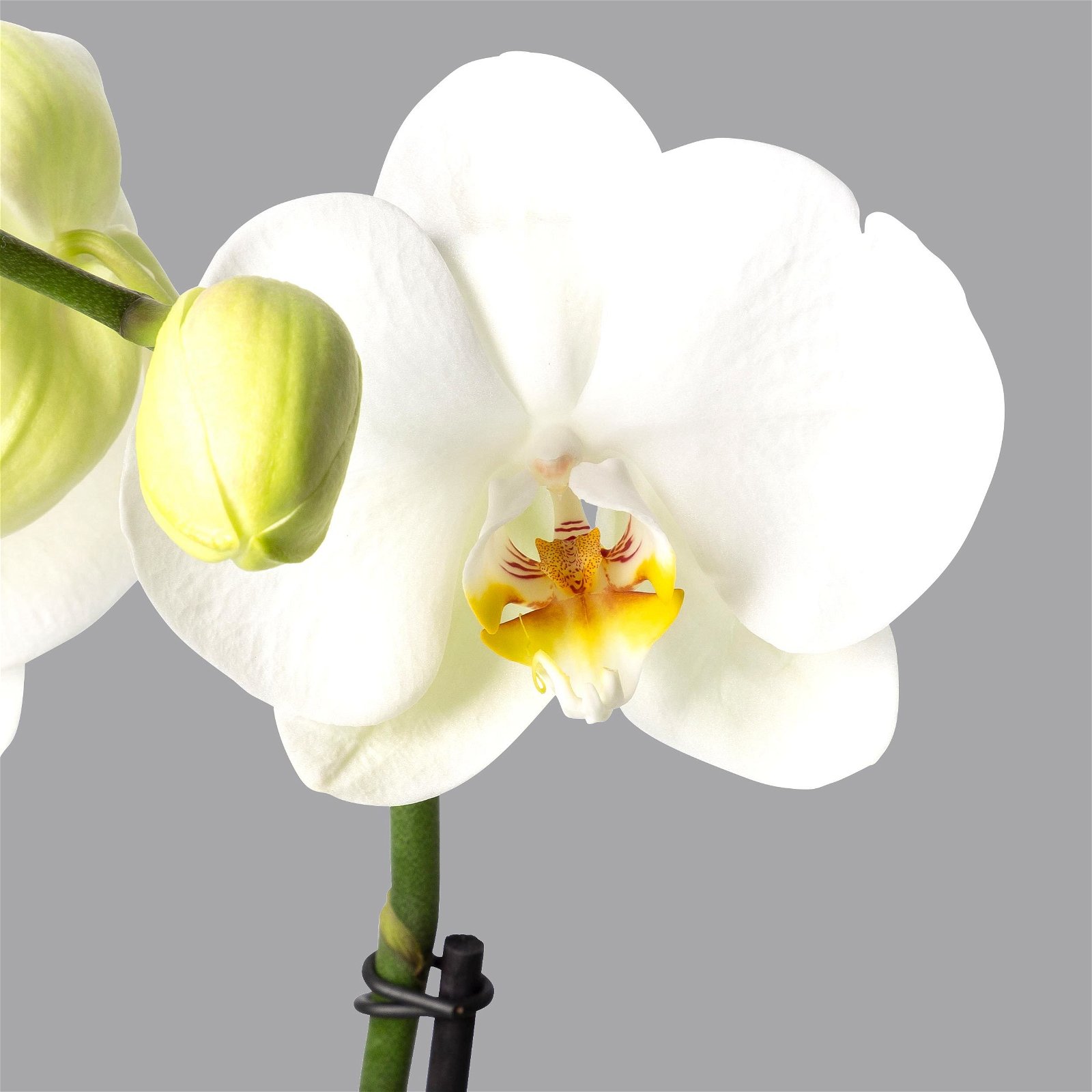 Schmetterlingsorchidee 'Spirit', inkl. Keramiktopf, weiß, Topf-Ø 12 cm