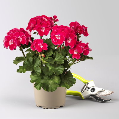 Geranie rot mit hellem Auge, stehend, Topf-Ø 13 cm, 6 Stück