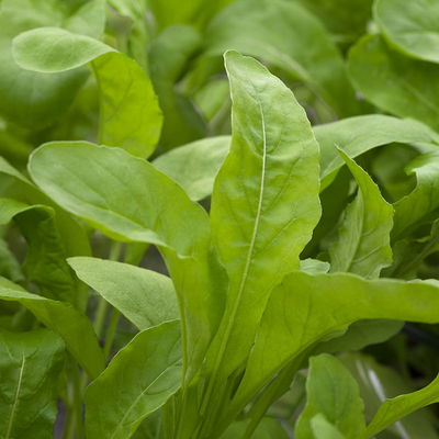 Kölle Bio Wilde Rauke, Topf-Ø 12cm