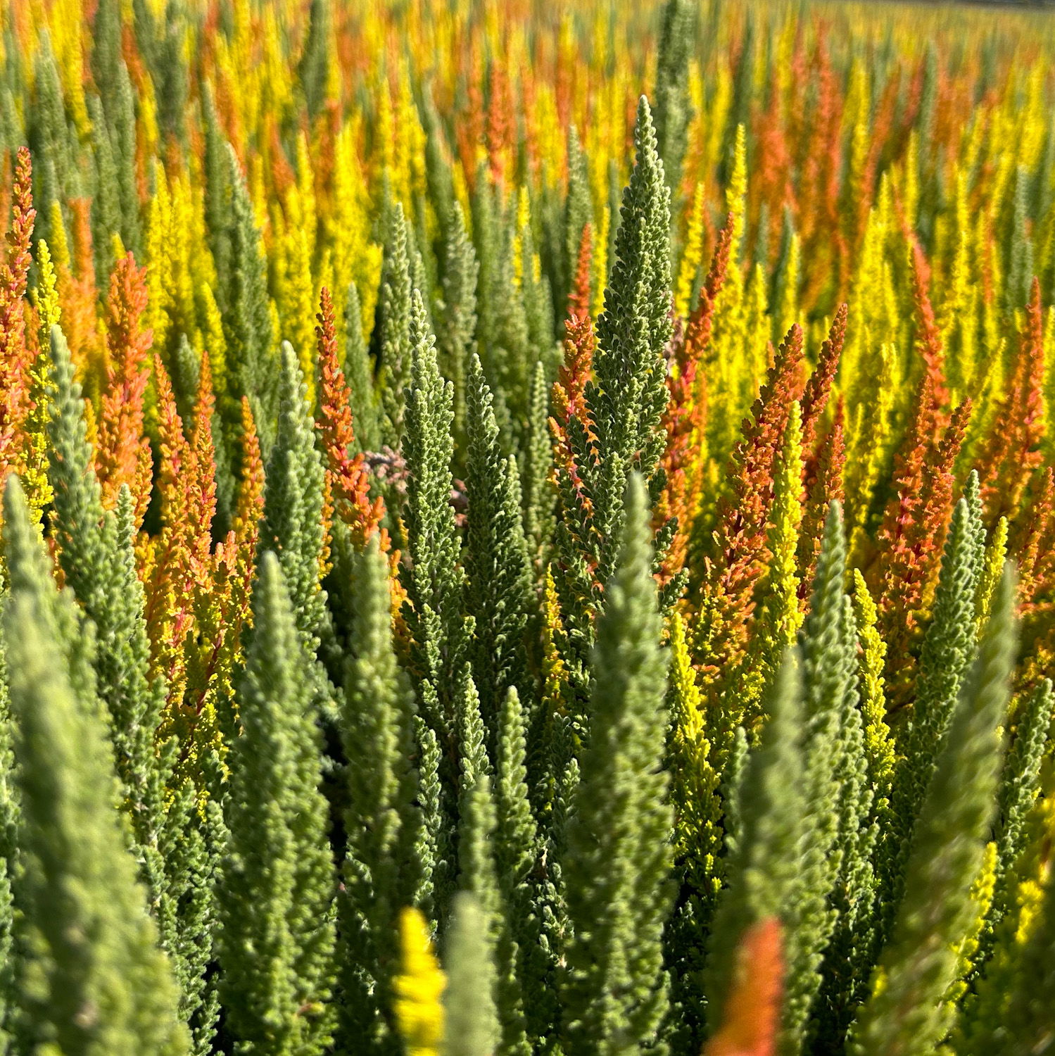 Calluna 'SKYLINE® Trio', gelb-orange-mint, Topf-Ø 13 cm, 3 Pflanzen