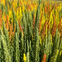 Calluna 'SKYLINE® Trio', gelb-orange-mint, Topf-Ø 13 cm, 3 Pflanzen