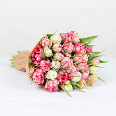 30 rosa/weiße Tulpen 'Flash Point'