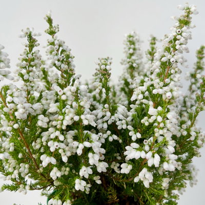 Glockenheide Mini 'Beauty Queens®', Farben zufällig, Topf-Ø 6 cm, 12 Pflanzen Glockenheide Mini 'Beauty Queens®', Farben zufällig, Topf-Ø 6 cm, 12 Pflanzen