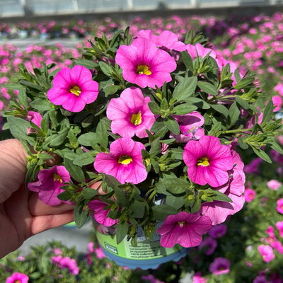 Zauberglöckchen 'Pink', pink, Topf-Ø 13 cm, 6 Pflanzen