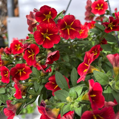 Zauberglöckchen 'Red Kiss' rot, Ampeltopf-Ø 27 cm Zauberglöckchen 'Red Kiss' rot, Ampeltopf-Ø 27 cm