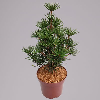 Japanische Schirmtanne 'Beauty Green', Höhe 30-40 cm, Topf 5 Liter