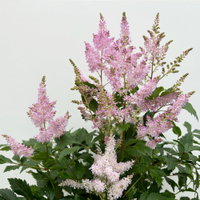 Astilbe arendsii, rosa, Topf-Ø 15 cm, 2 Pflanzen Astilbe arendsii, rosa, Topf-Ø 15 cm, 2 Pflanzen