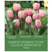 XXL Darwin Hybride Tulpen Salmon Impression rosa, 7 Blumenzwiebeln