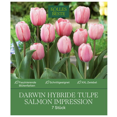 XXL Darwin Hybride Tulpen Salmon Impression rosa, 7 Blumenzwiebeln XXL Darwin Hybride Tulpen Salmon Impression rosa, 7 Blumenzwiebeln