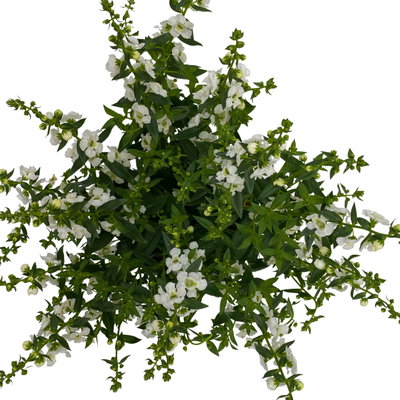 Angelonia weiß, Topf-Ø 12 cm, 6er-Set
