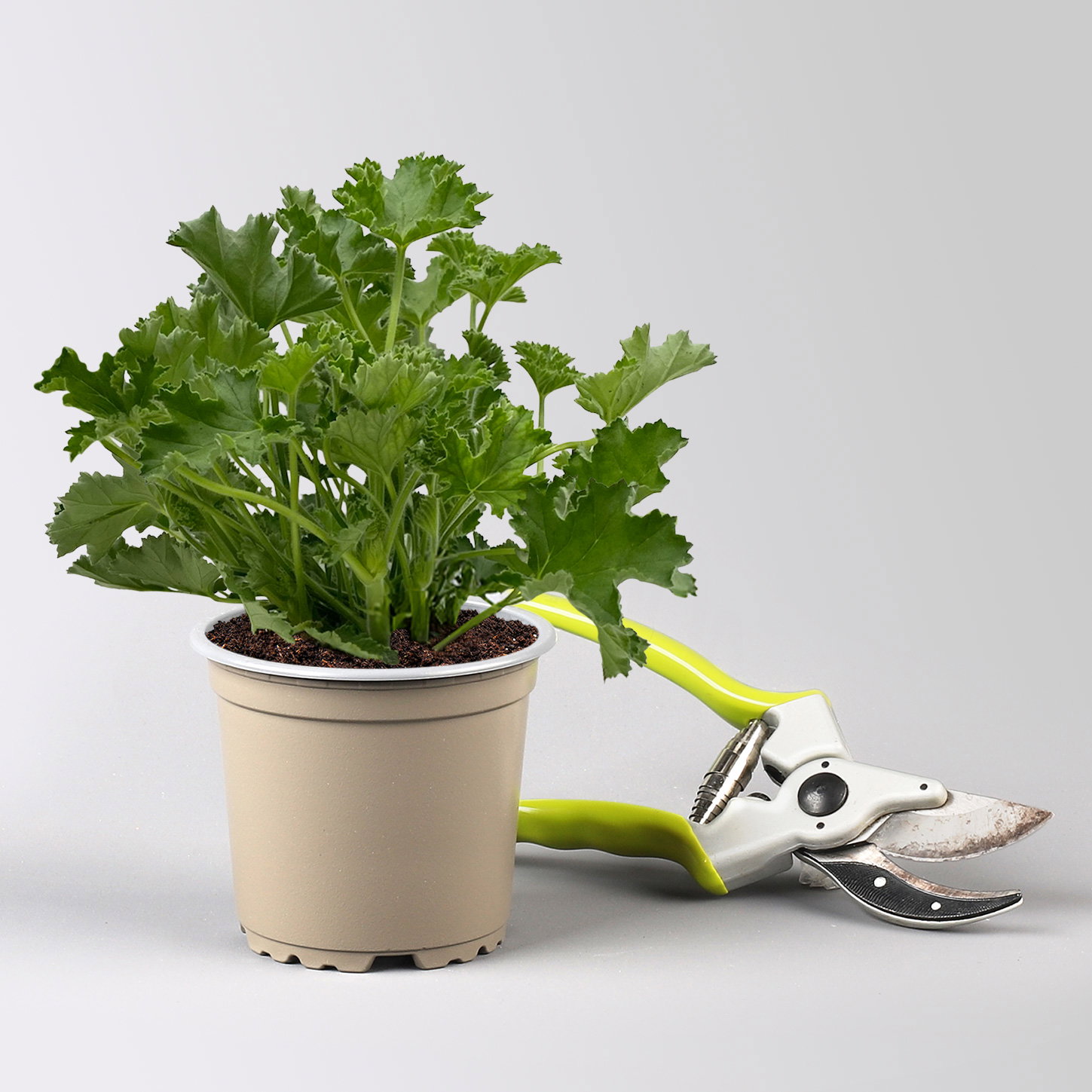 Pflanzenkreation 'Duft', 12 Pflanzen inkl. Erde und Dünger