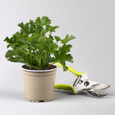 Pflanzenkreation 'Duft', 12 Pflanzen inkl. Erde und Dünger