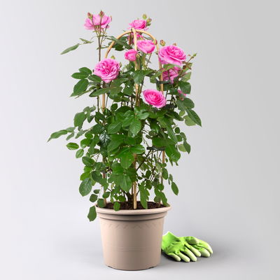 Englische Rose 'Gertrude Jekyll' (Ausbord), rosa, Doppelbogen, Topf 10 Liter Englische Rose 'Gertrude Jekyll' (Ausbord), rosa, Doppelbogen, Topf 10 Liter