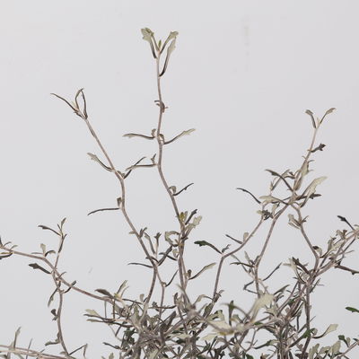 Zickzackstrauch, Topf-Ø 13 cm, Höhe ca. 25 cm, 2er-Set Zickzackstrauch, Topf-Ø 13 cm, Höhe ca. 25 cm, 2er-Set