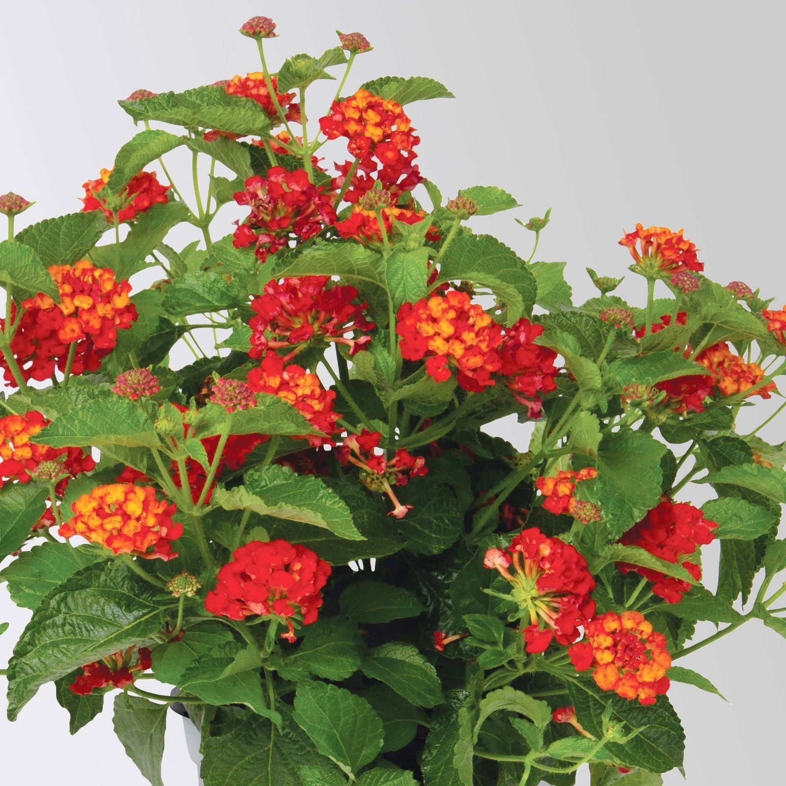 Wandelröschen, rot, Topf-Ø 12 cm, 3 Pflanzen
