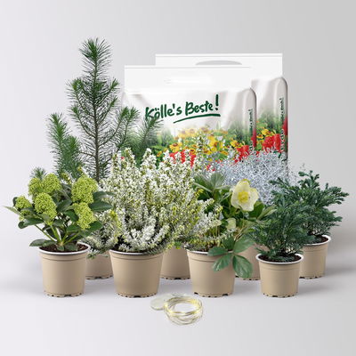 Pflanzenkreation Winterweiß, 8 Pflanzen + Lichterkette + Erde Pflanzenkreation Winterweiß, 8 Pflanzen + Lichterkette + Erde