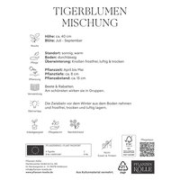 Kölles Beste Tigerblumen Mischung, 10 Blumenknollen