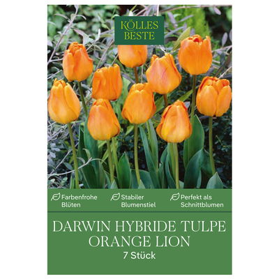 Kölles Beste Tulpe 'Orange Lion®', orange