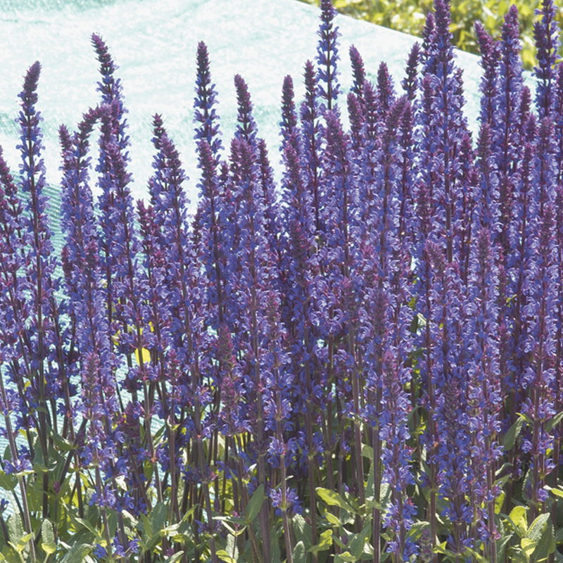 Kölle's Beste GartenSalbei 'Caradonna', 3 Liter Topf