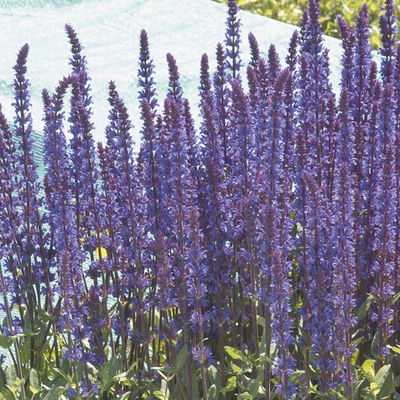 Salvia nemorosa 'Caradonna' dunkelblau, Topf 11x11 cm, 3 Pflanzen Salvia nemorosa 'Caradonna' dunkelblau, Topf 11x11 cm, 3 Pflanzen