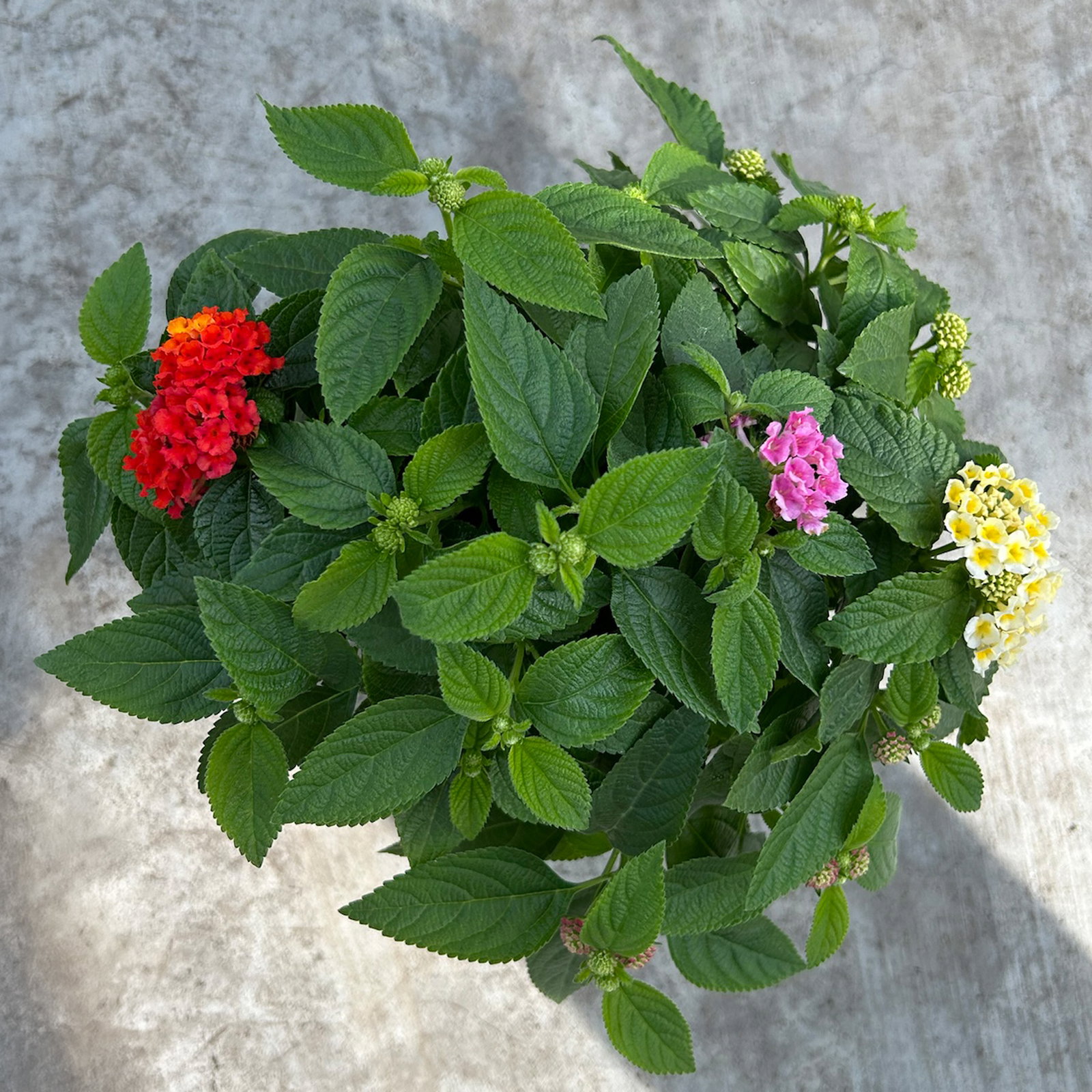 Wandelröschen, mehrfarbig, Farben zufällig, Topf-Ø 12 cm, 6 Pflanzen