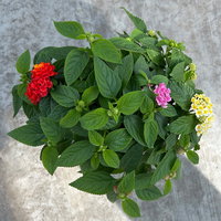 Wandelröschen, mehrfarbig, Farben zufällig, Topf-Ø 12 cm, 6 Pflanzen