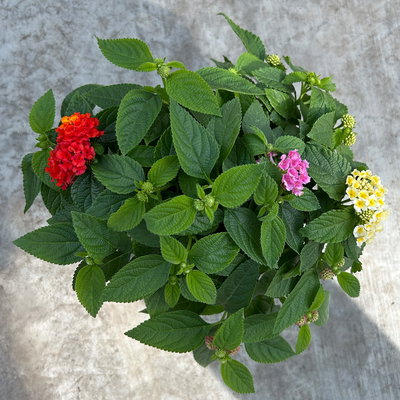 Wandelröschen, mehrfarbig, Farben zufällig, Topf-Ø 12 cm, 6 Pflanzen