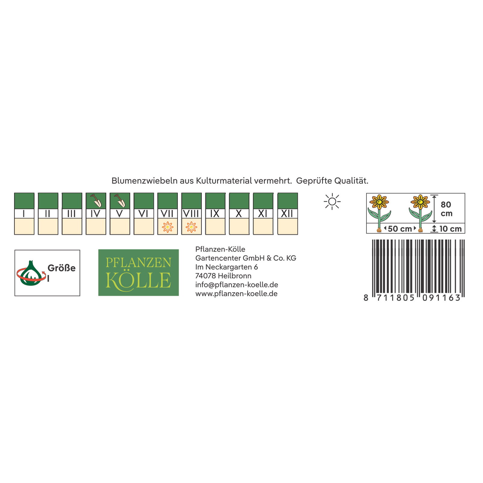 Kölles Beste Agapanthus Twister, blau & weiß, 1 Blumenknolle