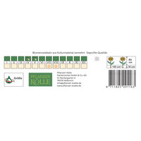 Kölles Beste Agapanthus Twister, blau & weiß, 1 Blumenknolle