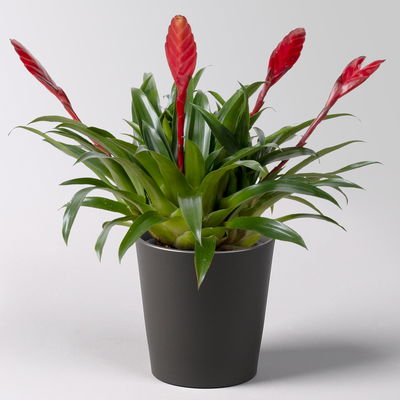 Vriesea 'Multiflower Astrid', rot, im Übertopf Dallas anthrazit, Topf-Ø 12 cm Vriesea 'Multiflower Astrid', rot, im Übertopf Dallas anthrazit, Topf-Ø 12 cm