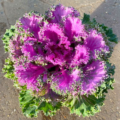 Zierkohl, grün-lila, kraus, Topf-Ø 12 cm, 6 Pflanzen