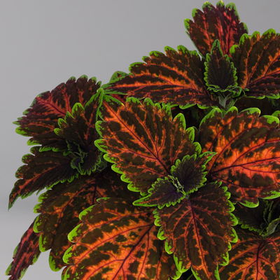 Buntnessel 'Magnificent Mile' rot-braun-grün, Topf -Ø 12 cm, 6er-Set