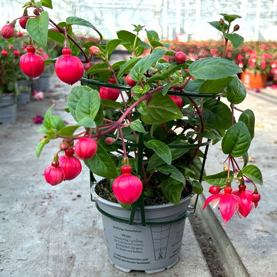 Fuchsien hängend, rot-weiß, Topf-Ø 12 cm, 6er-Set Fuchsien hängend, rot-weiß, Topf-Ø 12 cm, 6er-Set