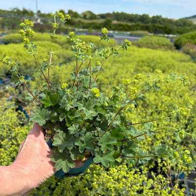 Bio Zwerg-Frauenmantel, grün-gelb, Topf 9x9 cm, 3 Pflanzen