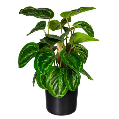 Künstliche Maranta, Höhe ca. 45 cm Künstliche Maranta, Höhe ca. 45 cm