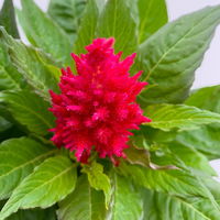 Celosia 'Kelos Fire Scarlet' rot, Topf-Ø 17 cm, 2er-Set