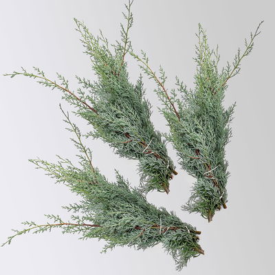 Arizonica-Zypresse 'Glauca' im Handbund, 3 Bund