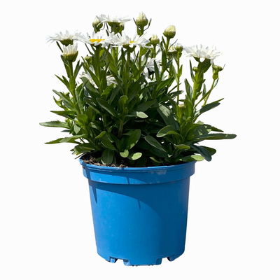 Kölles Beste Zwerg-Sommermargerite 'Snow Lady', 3 Liter Topf Kölles Beste Zwerg-Sommermargerite 'Snow Lady', 3 Liter Topf