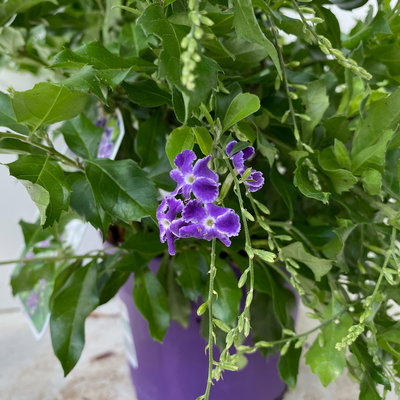 Himmelsblüte, Pyramide, Topf-Ø 17 cm, Höhe ca. 75 cm, 2 Pflanzen