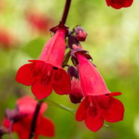 Bio Bartfaden 'Schönholzeri' rot, Topf-Ø 11 cm, 3er-Set