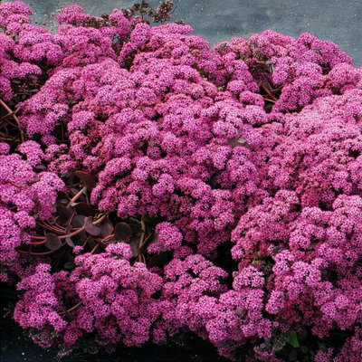 Fetthenne rosa-pink, Topf Ø 12 cm, 3 Pflanzen