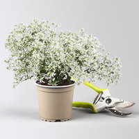 Pflanzenkreation 'Pflegeleicht', 12 Pflanzen inkl. Erde und Dünger