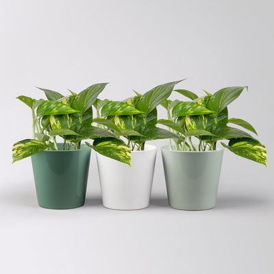 Efeutute mit Keramiktopf Dallas seegrün, gl.blau,weiß, Topf-Ø 12 cm, 3 Pflanzen Efeutute mit Keramiktopf Dallas seegrün, gl.blau,weiß, Topf-Ø 12 cm, 3 Pflanzen