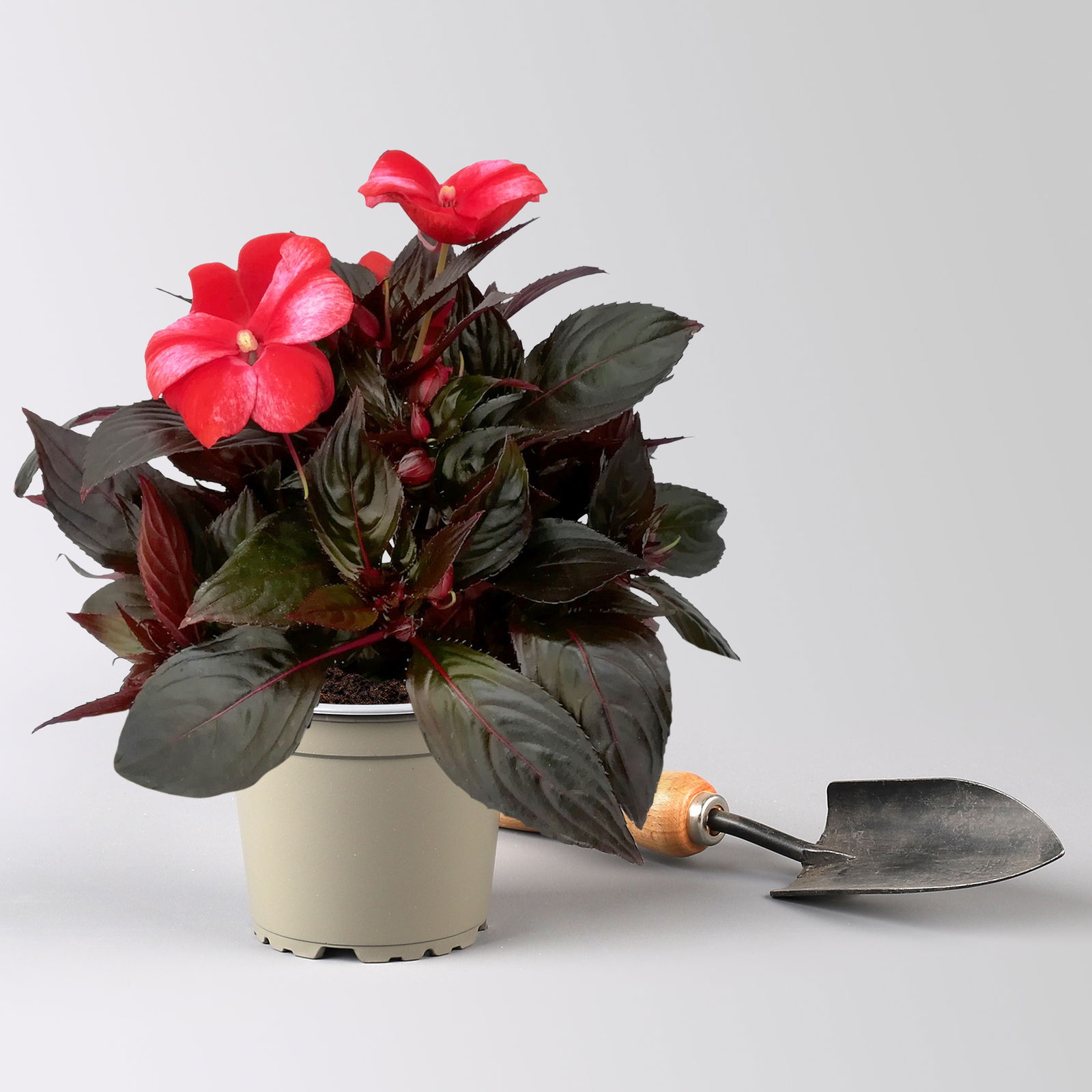 Edellieschen, zweifarbig zufällig, Topf-Ø 12 cm, 6 Pflanzen