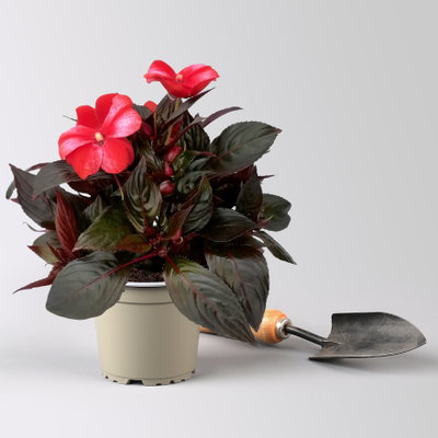 Edellieschen, zweifarbig zufällig, Topf-Ø 12 cm, 6 Pflanzen Edellieschen, zweifarbig zufällig, Topf-Ø 12 cm, 6 Pflanzen