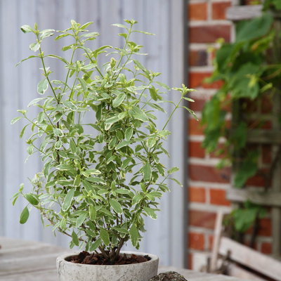 Blu Bio Pfirsichsalbei, Topf-Ø 12 cm, 3 Pflanzen