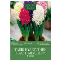 Treib-Hyazinthen 'Prachtmischung', Farbmix, 3 Blumenzwiebeln