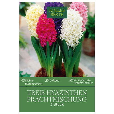Treib-Hyazinthen 'Prachtmischung', Farbmix, 3 Blumenzwiebeln Treib-Hyazinthen 'Prachtmischung', Farbmix, 3 Blumenzwiebeln